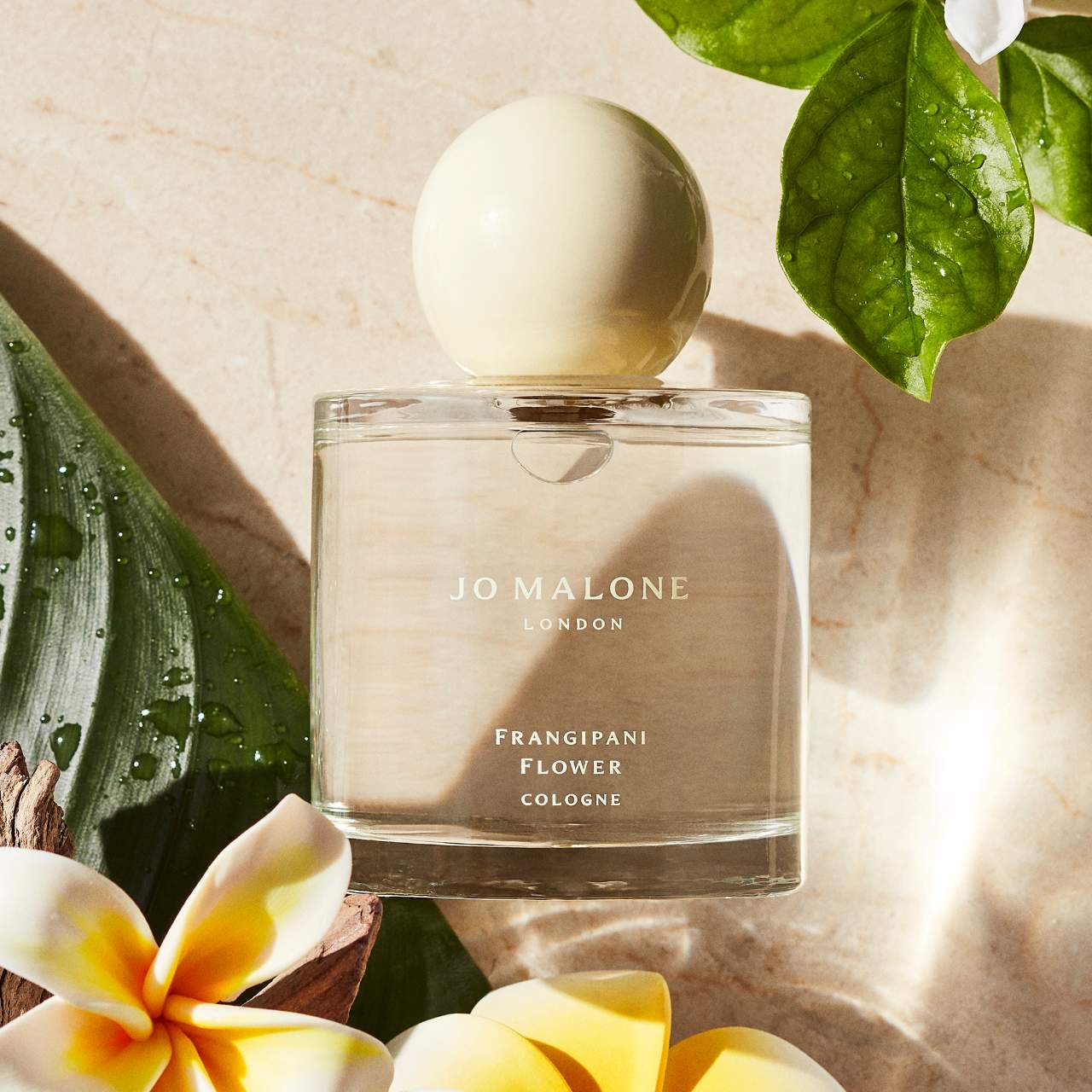 定番の中古商品 Cologne Flower Frangipani | Shop Cosmopolitan 香水(ユニセックス)