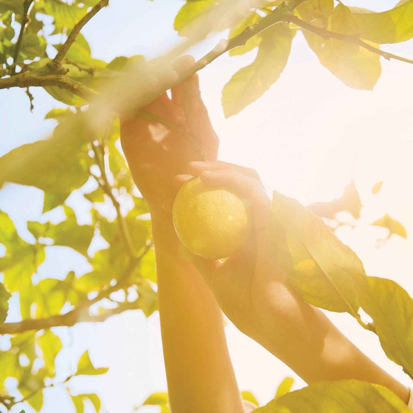 REPLICA' Under the Lemon Trees - Maison Margiela | Sephora